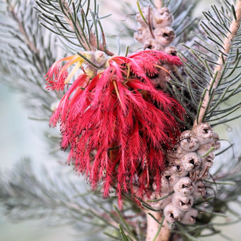 Calothamnus quadrifidus Grey Form - grijze calothamnus (Bloei)