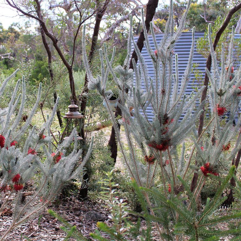Calothamnus quadrifidus Grey Form - grijze calothamnus (Groeiplaats)