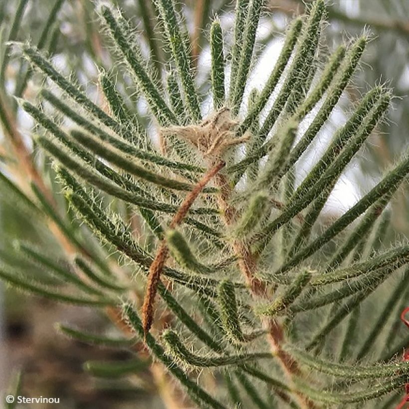 Calothamnus quadrifidus (Blad)