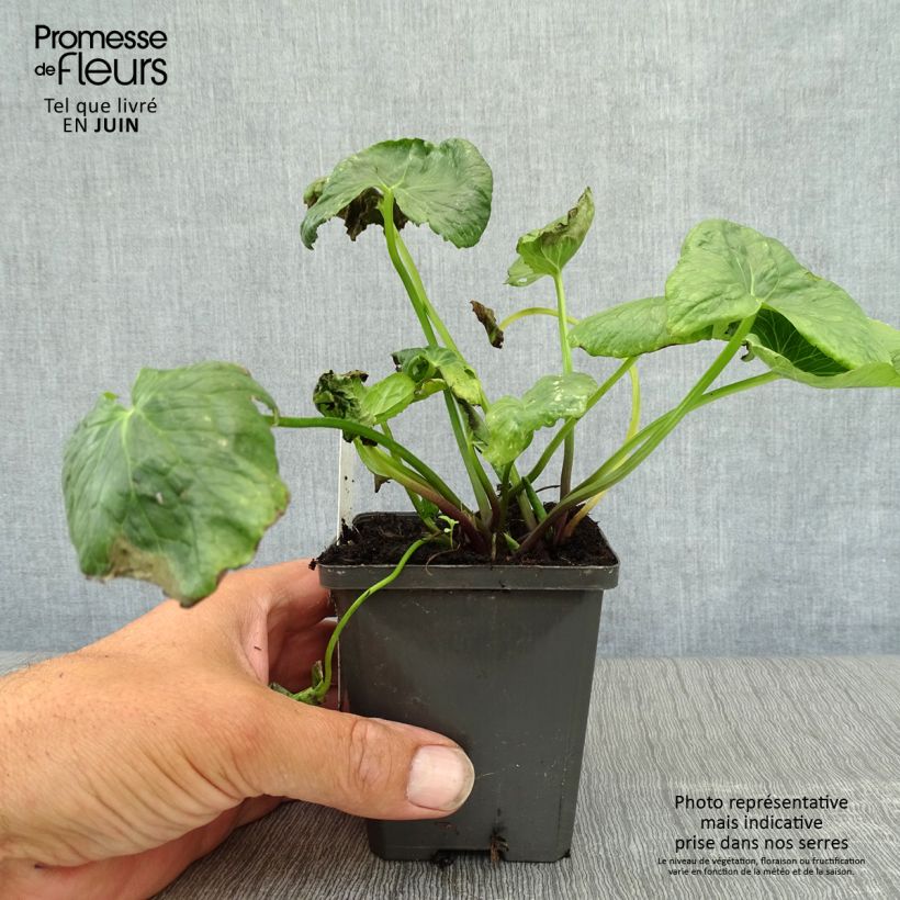 Exemplaar van Caltha palustris Plena - Dotterbloem dubbel Kweekpotje van 8/9 cm zoals geleverd in de zomer
