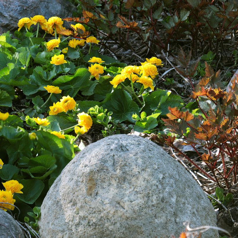 Caltha palustris Plena - Dotterbloem dubbel (Groeiplaats)