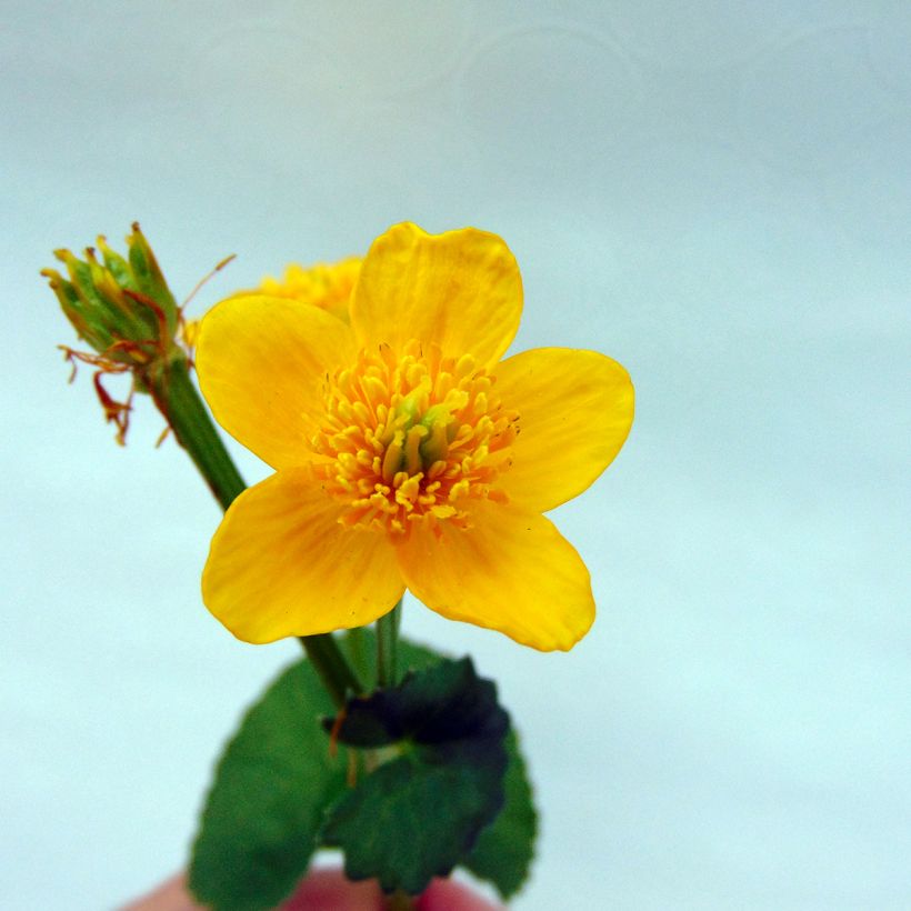 Caltha palustris Polypetala - Dotterbloem (Bloei)