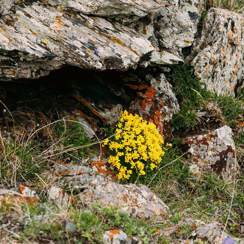 Caltha palustris Polypetala - Dotterbloem (Groeiplaats)