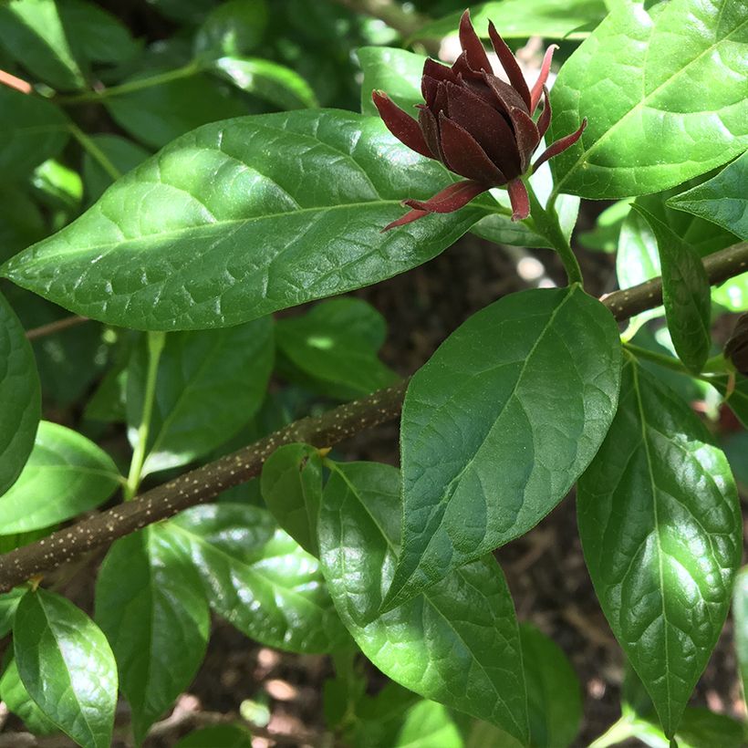 Calycanthus floridus Michael Lindsay - Specerijstruik (Blad)