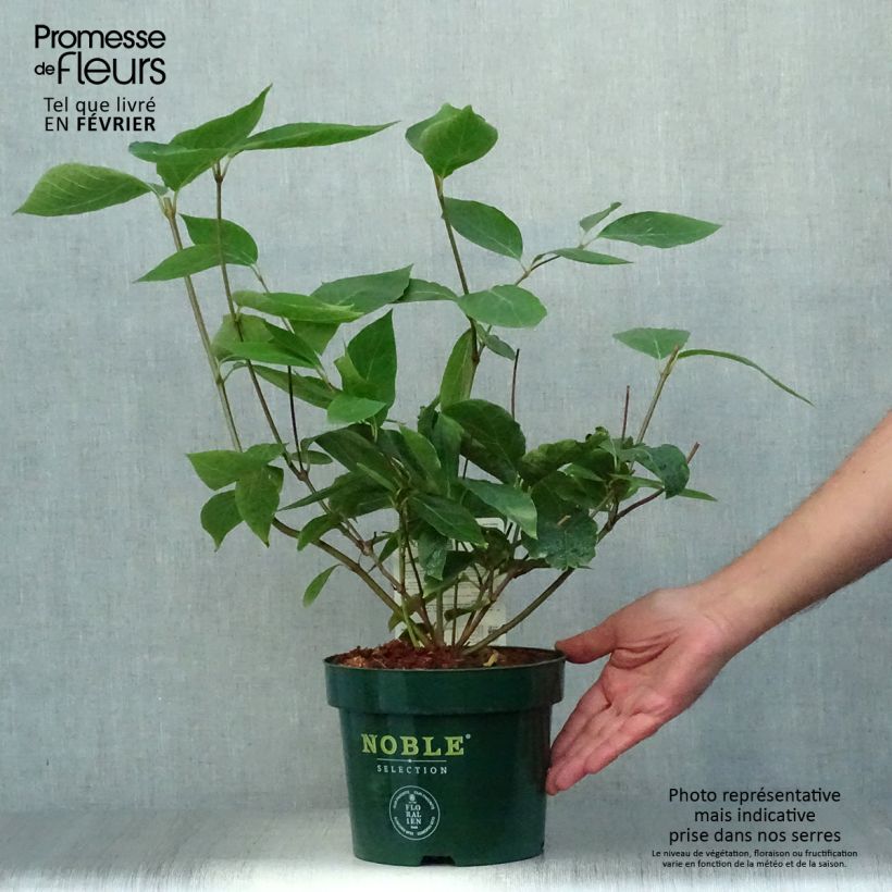 Exemplaar van Calycanthus raulstonii Venus - Specerijstruik Pot van 3 l/4 l zoals geleverd in de herfst