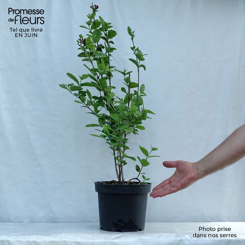 Exemplaar van Calycanthus floridus - Specerijstruik Pot van 4 l/5 l zoals geleverd in de zomer