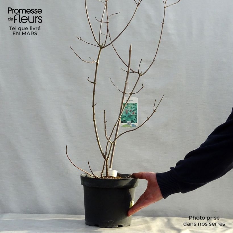 Exemplaar van Calycanthus floridus - Specerijstruik Pot van 4 l/5 l zoals geleverd in de lente