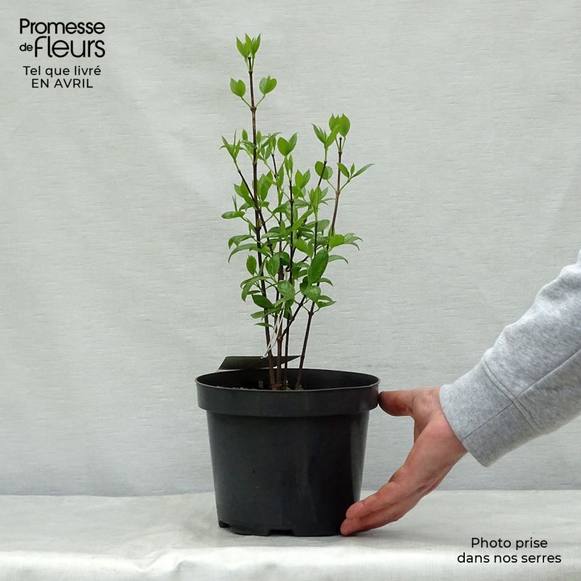 Exemplaar van Calycanthus floridus - Specerijstruik Pot van 2 l/3 l zoals geleverd in de lente