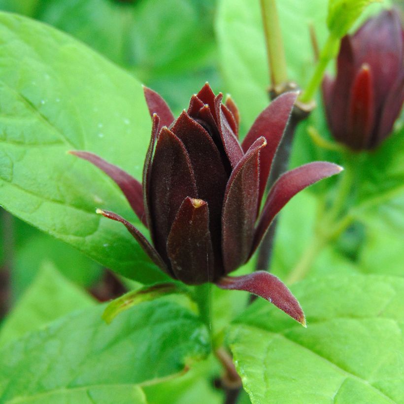 Calycanthus floridus - Specerijstruik (Bloei)