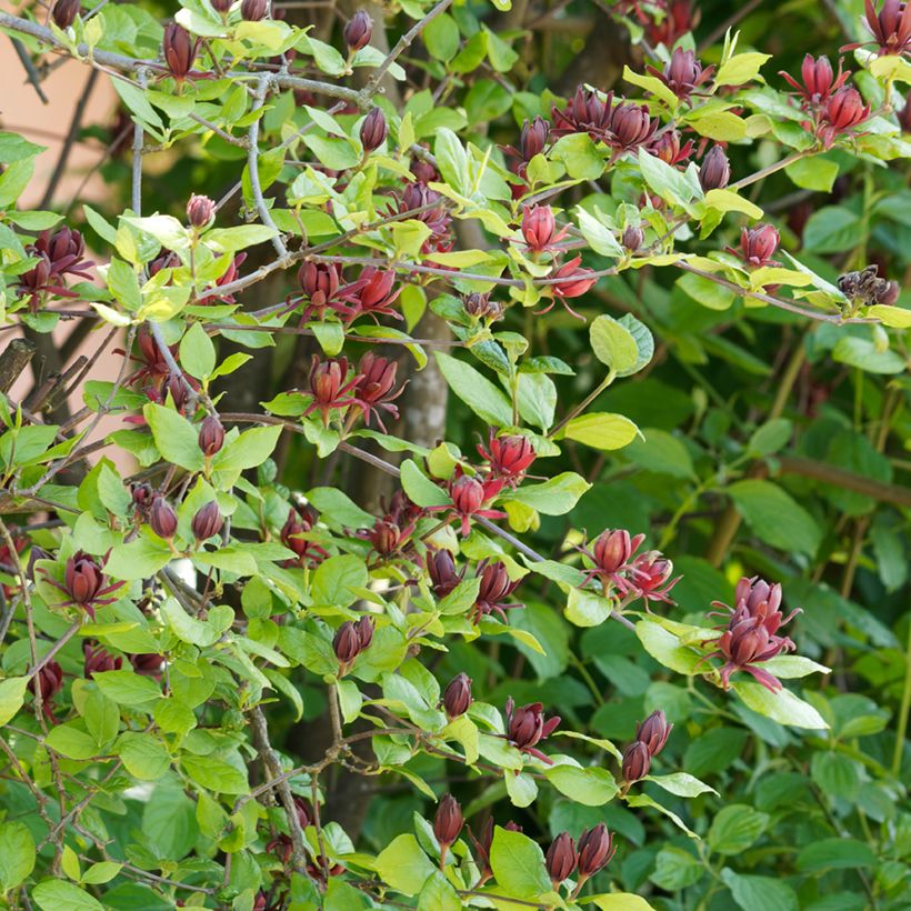 Calycanthus floridus - Specerijstruik (Groeiplaats)