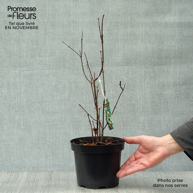 Exemplaar van Calycanthus floridus - Specerijstruik Pot van 2 l/3 l zoals geleverd in de herfst