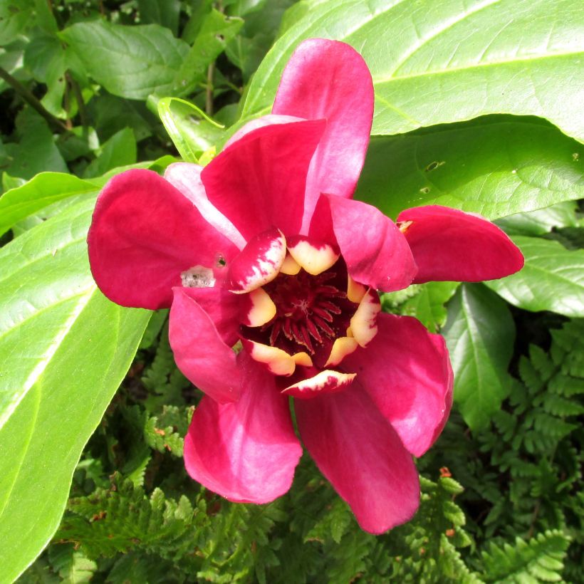 Calycanthus raulstonii Aphrodite - Specerijstruik (Bloei)