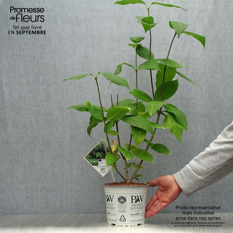 Exemplaar van Calycanthus raulstonii Aphrodite - Specerijstruik Pot van 2 l/3 l zoals geleverd in de herfst