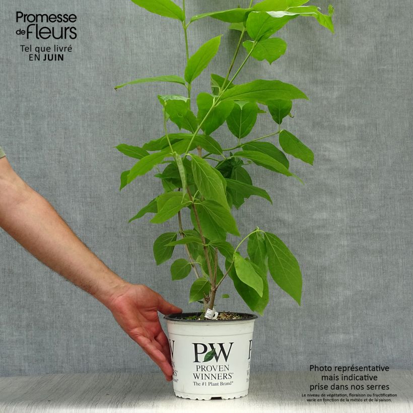 Exemplaar van Calycanthus raulstonii Aphrodite - Specerijstruik Pot van 2 l/3 l zoals geleverd in de zomer