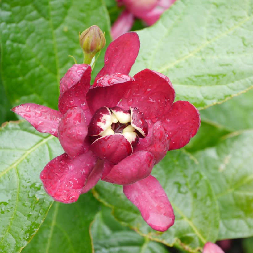 Calycanthus raulstonii Aphrodite - Specerijstruik (Bloei)