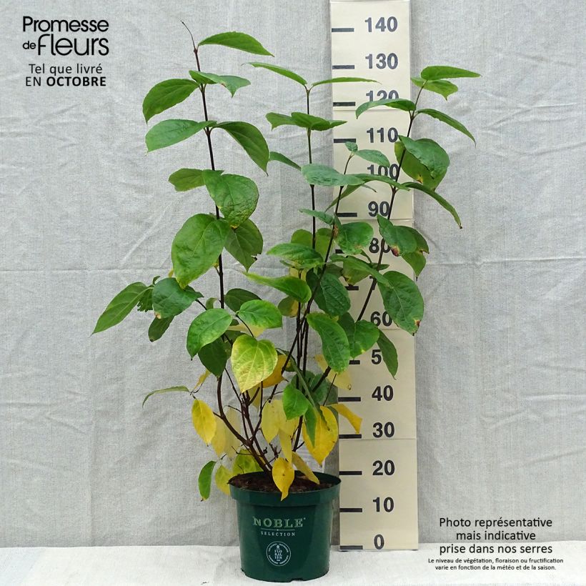 Exemplaar van Calycanthus raulstonii Hartlage Wine - Specerijstruik Pot van 7,5 l/10 l zoals geleverd in de herfst