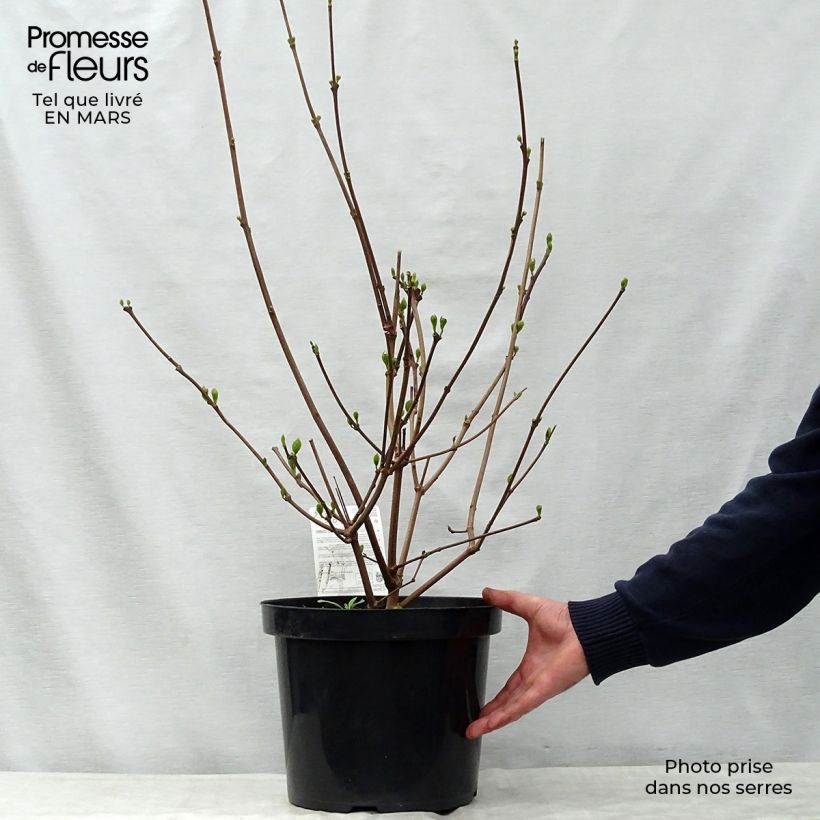 Example of Calycanthus raulstonii Hartlage Wine - Specerijstruik Pot van 7,5 l/10 l as you get in printemps