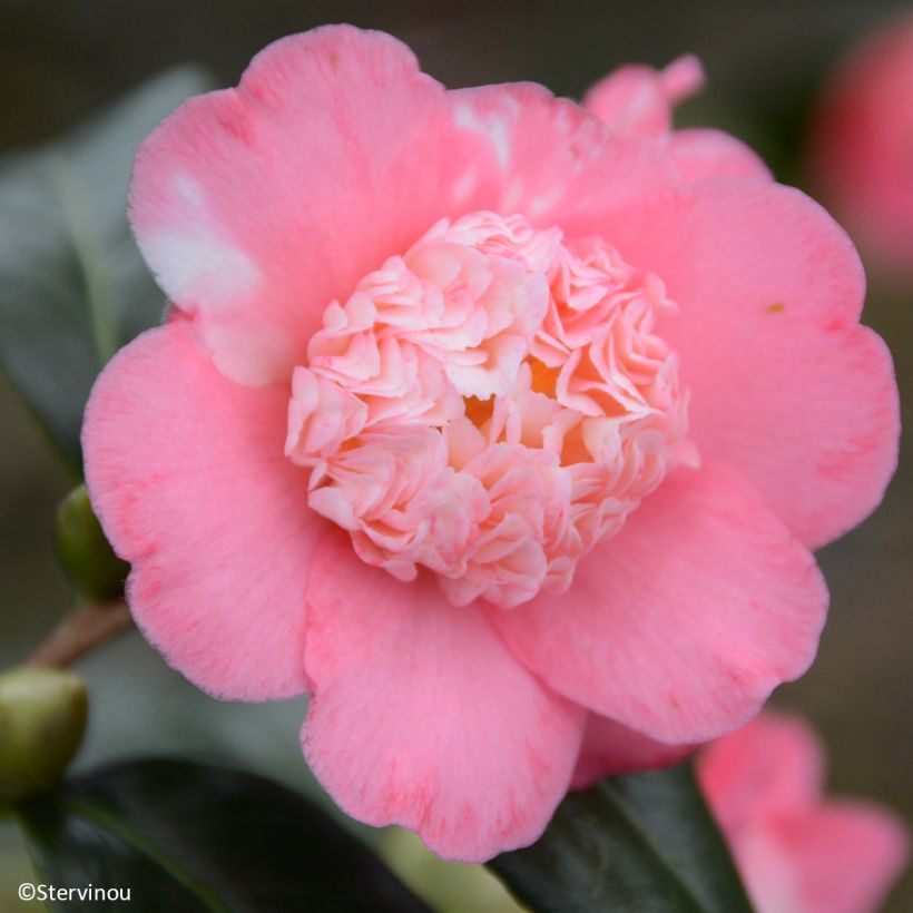 Camélia Baby Sis Pink - Japanse camelia (Bloei)