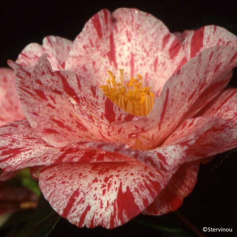 Camélia Betty Foy Sanders - Japanse camelia (Bloei)