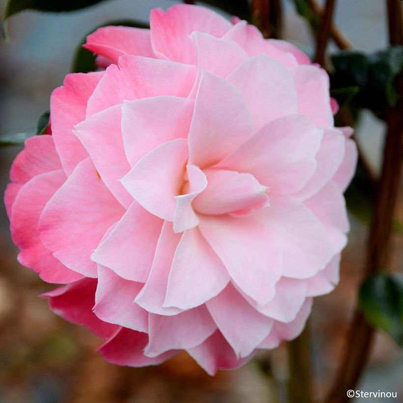 Camellia x williamsii Buttons N Bows - Williamsii-camelia (Bloei)