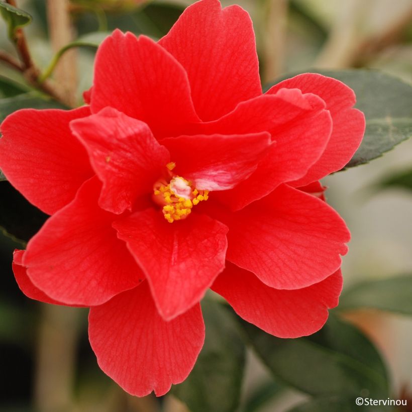 Camellia x williamsii Freedom Bell - Williamsii-camelia (Bloei)