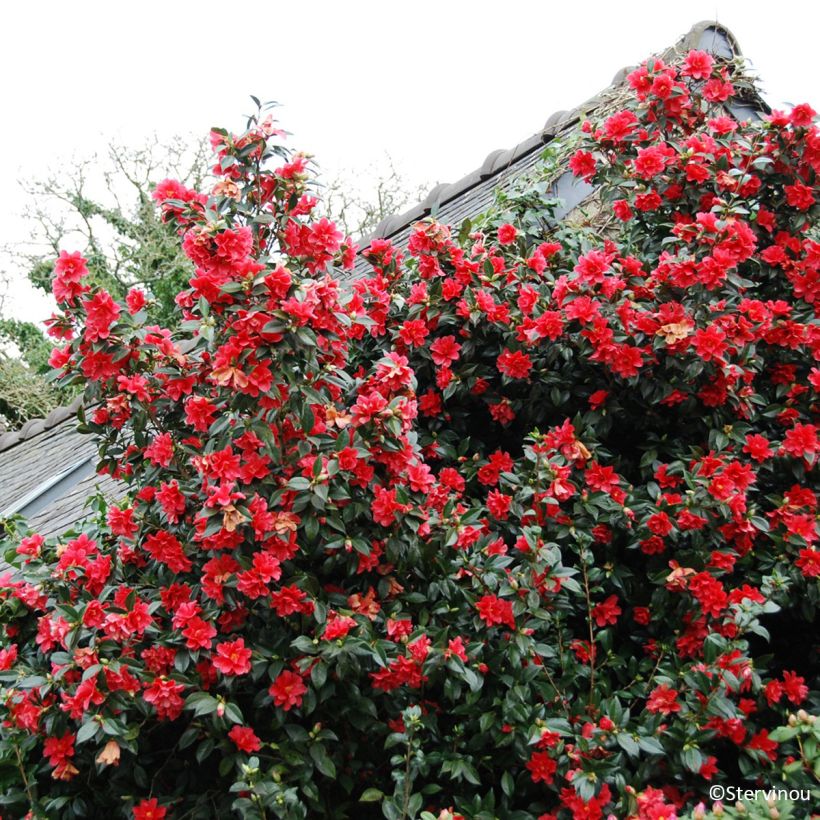 Camellia x williamsii Freedom Bell - Williamsii-camelia (Groeiplaats)