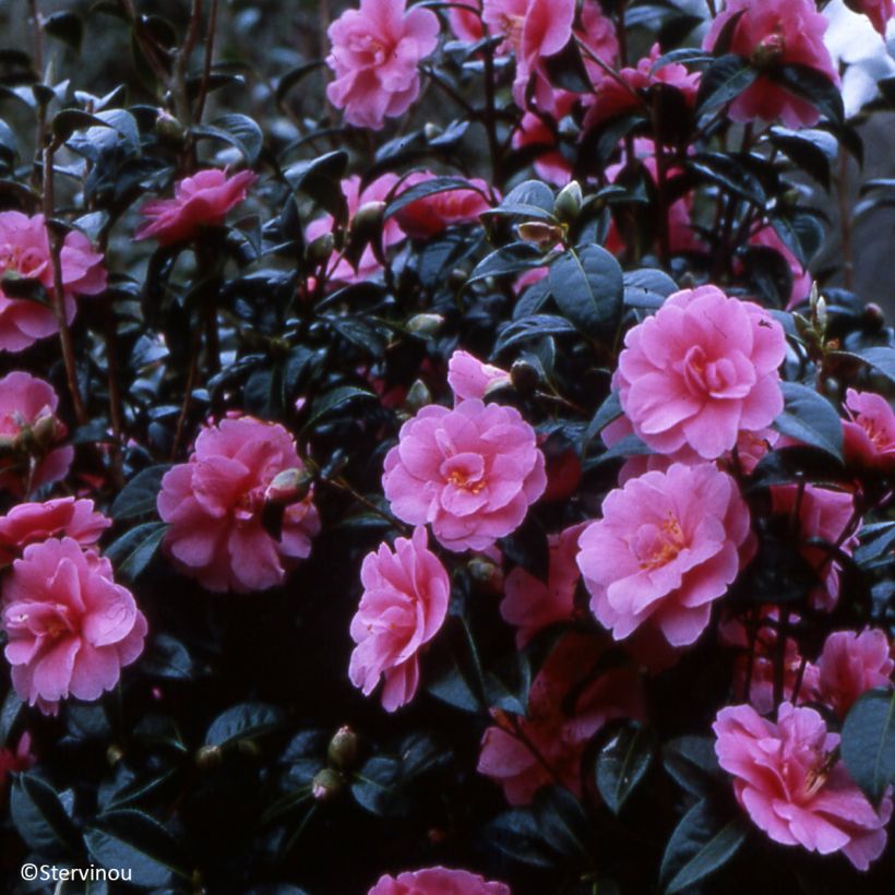 Camélia Inspiration - Japanse roos (Groeiplaats)