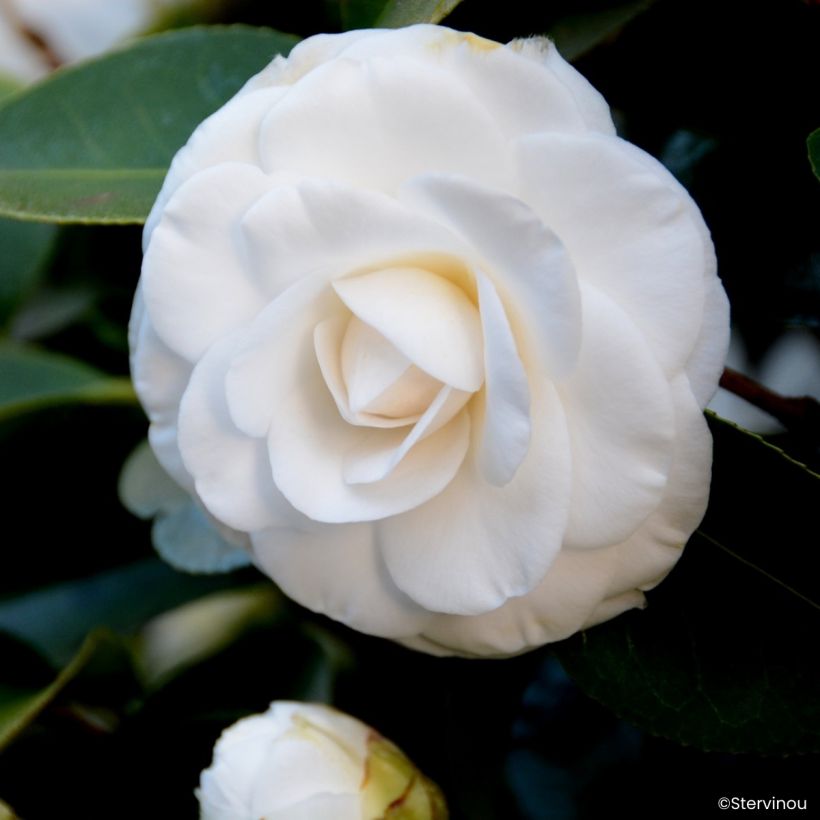 Camellia japonica Janet Waterhouse - Japanse camelia (Bloei)