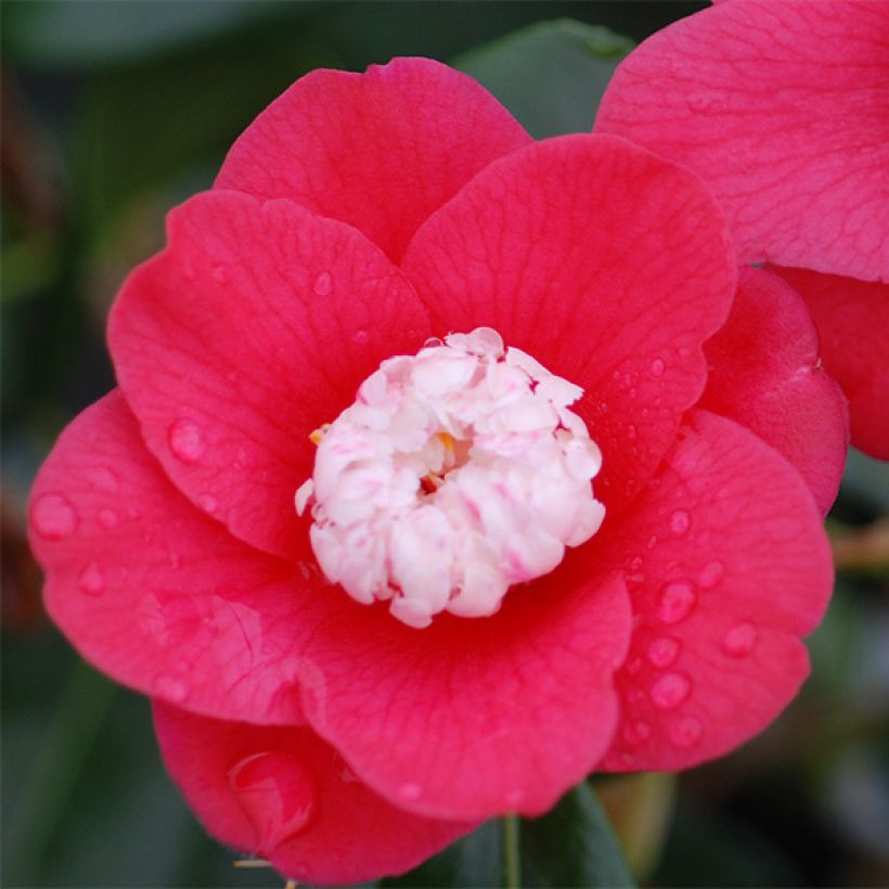 Camellia japonica Marshmallow - Japanse camelia (Bloei)