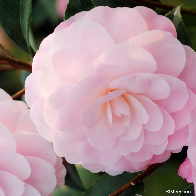 Camellia x williamsii Mimosa Jury - Williamsii-camelia (Bloei)