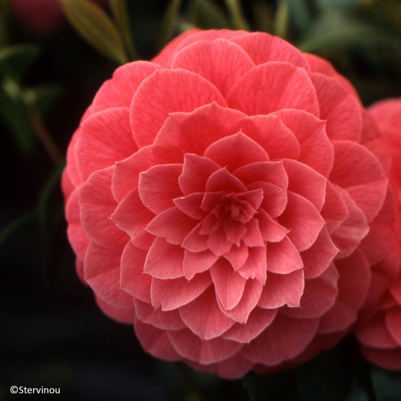 Camellia japonica Spring Formal - Japanse camelia (Bloei)