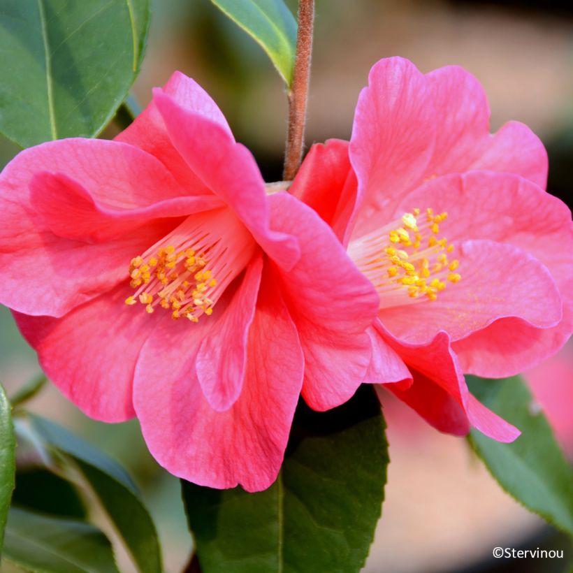 Camellia Crimson Candles - Japanse roos (Bloei)