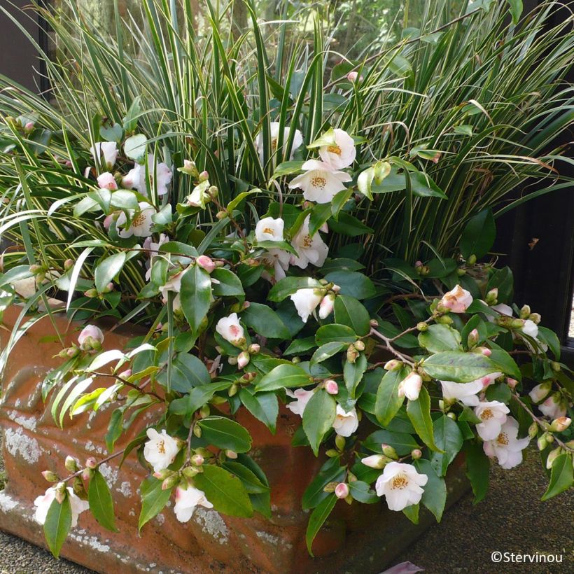 Camellia Quintessence (Groeiplaats)