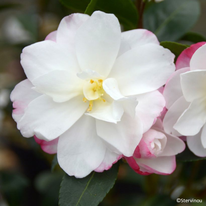Camellia sasanqua Blush - Herfstcamelia (Bloei)