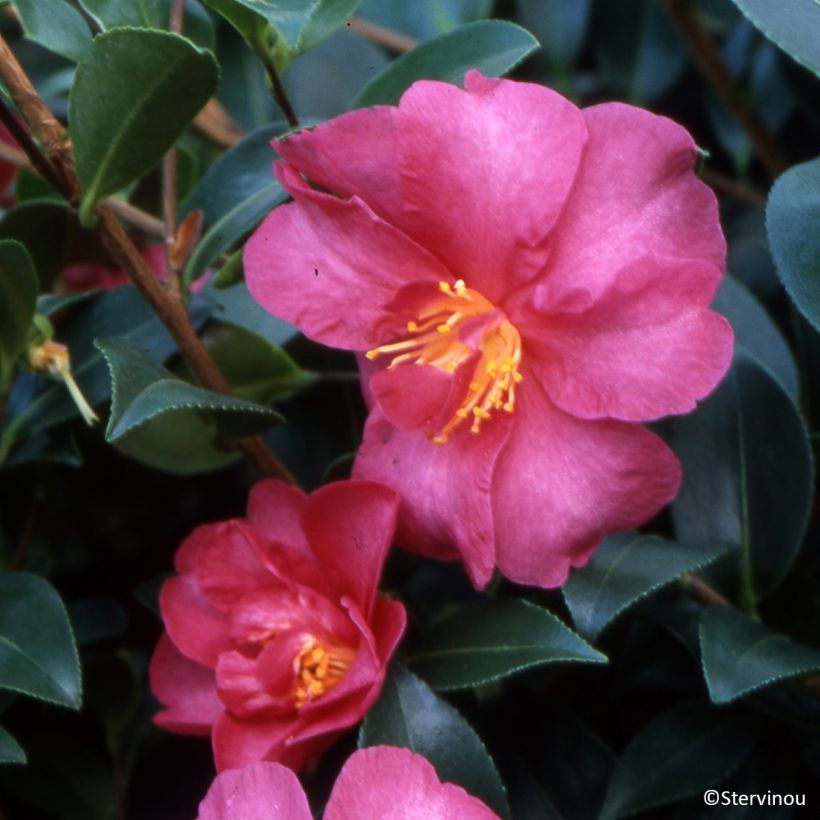 Camellia sasanqua Hiryu - Herfstcamelia (Bloei)