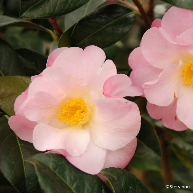 Camellia Nicky Crisp - Japanse roos (Bloei)