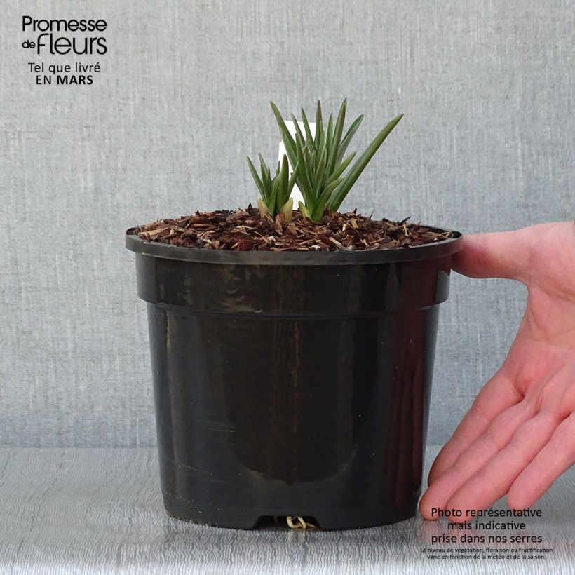 Exemplaar van Camassia cusickii Pot de 2L/3L zoals geleverd in de winter