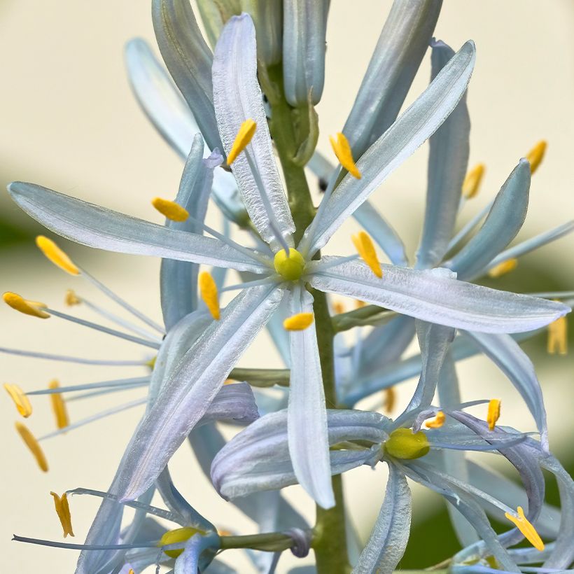 Camassia cusickii - Prairielelie (Bloei)
