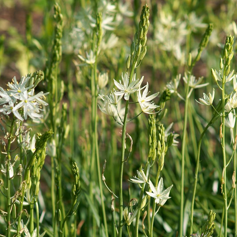 Camassia leichtlinii Alba - Prairielelie (Groeiplaats)