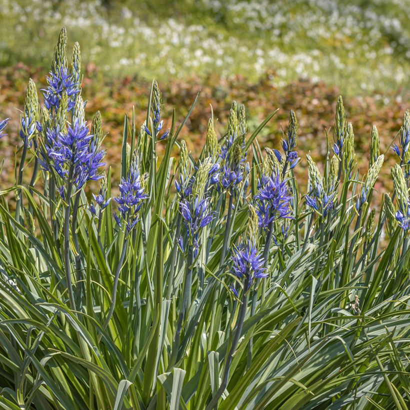 Camassia leichtlinii subsp. suksdorfii Caerulea - Prairielelie (Plant habit)