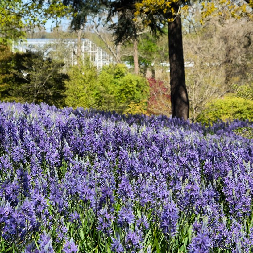 Camassia quamash Blue Melody - Prairielelie (Groeiplaats)