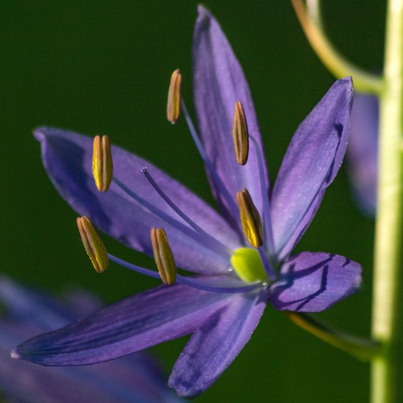 Camassia quamash - Prairielelie (Bloei)