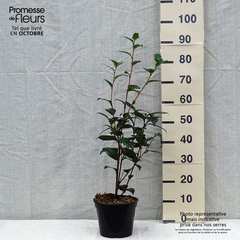 Exemplaar van Camellia japonica Adolphe Audusson - Japanse camelia Pot van 4 l/5 l zoals geleverd in de herfst