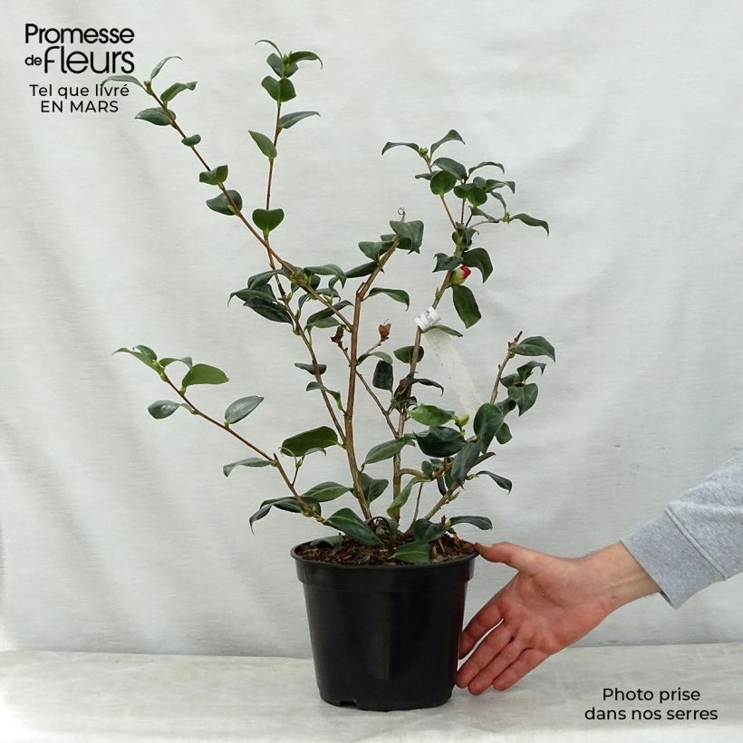 Exemplaar van Camellia japonica Bobs Tinsie - Japanse camelia Pot van 4 l/5 l zoals geleverd in de lente