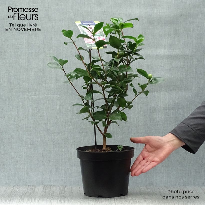 Exemplaar van Camellia japonica Bonomiana - Japanse roos Pot van 3 l/4 l zoals geleverd in de herfst