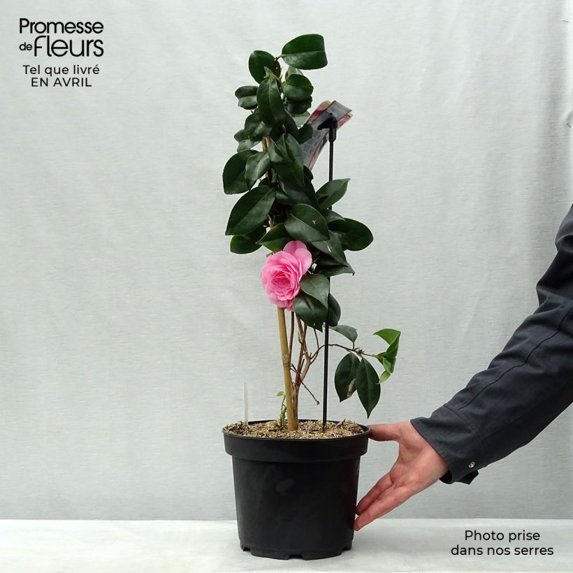 Exemplaar van Camellia japonica Bonomiana - Japanse roos Pot van 3 l/4 l zoals geleverd in de lente