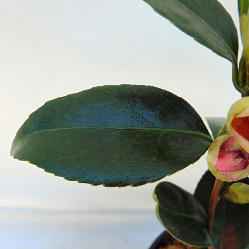 Camellia japonica Coquetti - Japanse roos (Blad)