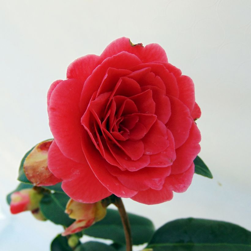 Camellia japonica Coquetti - Japanse roos (Bloei)