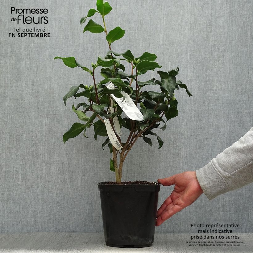 Exemplaar van Camellia japonica Dainty California - Japanse roos Pot van 2 l/3 l zoals geleverd in de herfst
