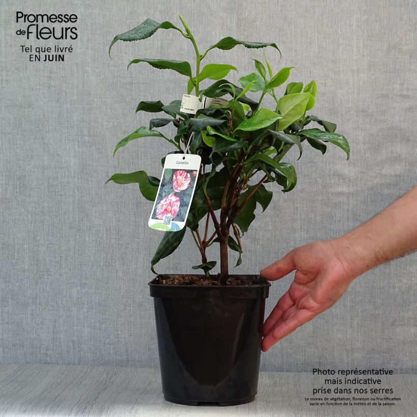 Exemplaar van Camellia japonica Dainty California - Japanse roos Pot van 2 l/3 l zoals geleverd in de zomer